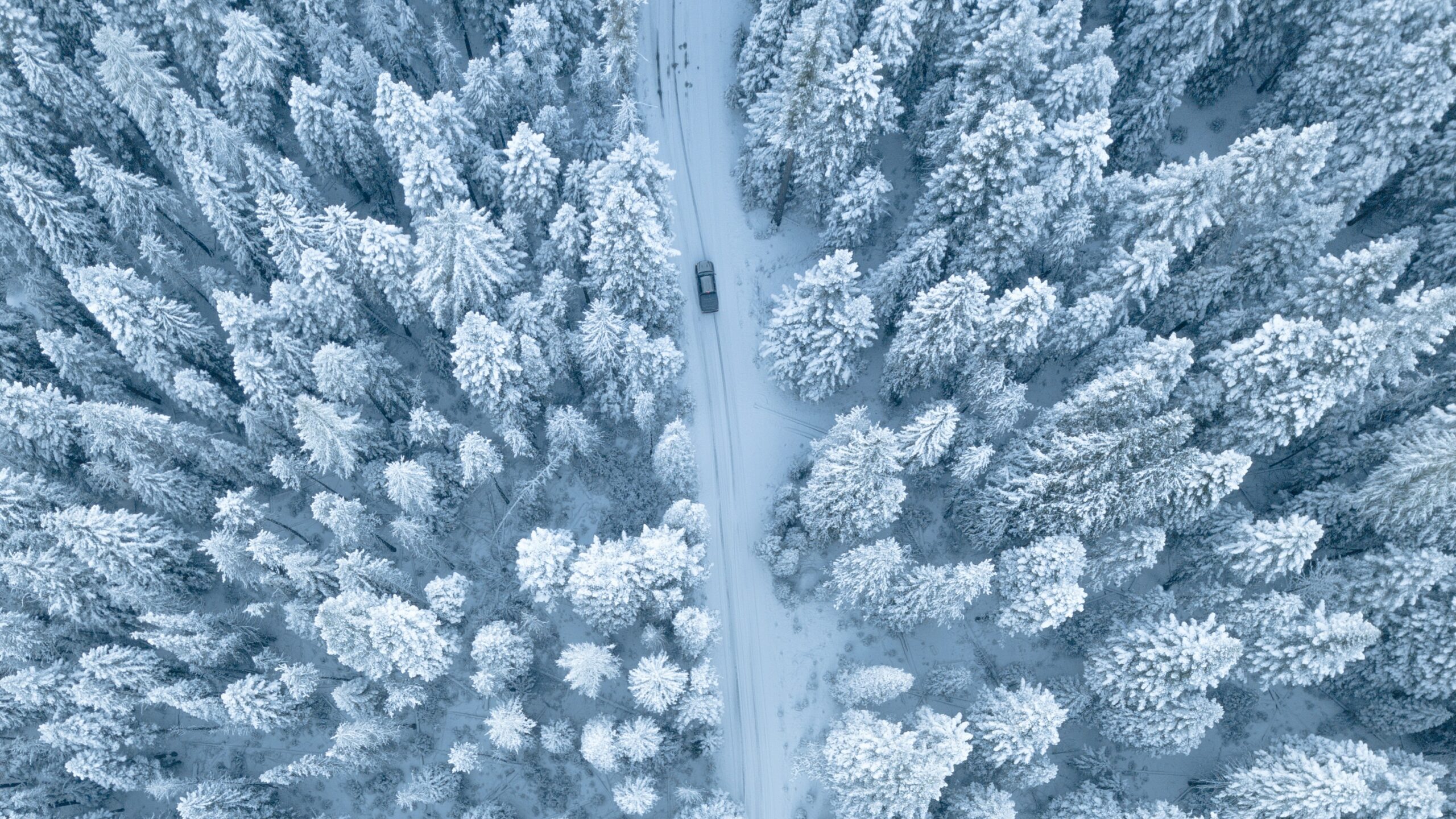 Meilleur pneu hiver pour voiture. Une route neigée et entourée d'arbres blancs.