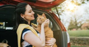 voyager avec un chat en voiture